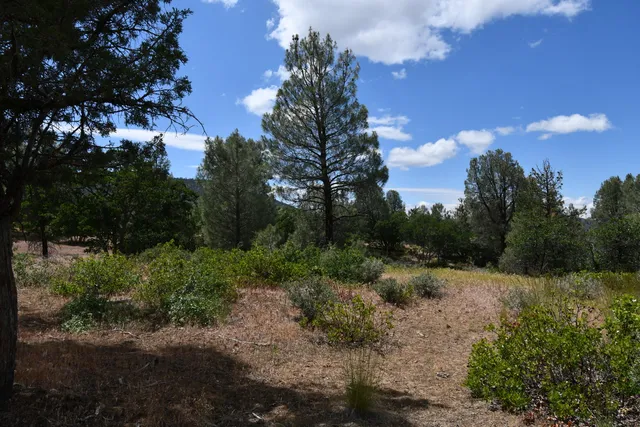 a view of a forest filled with trees