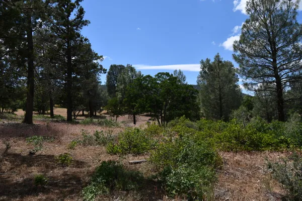 a view of a forest filled with trees