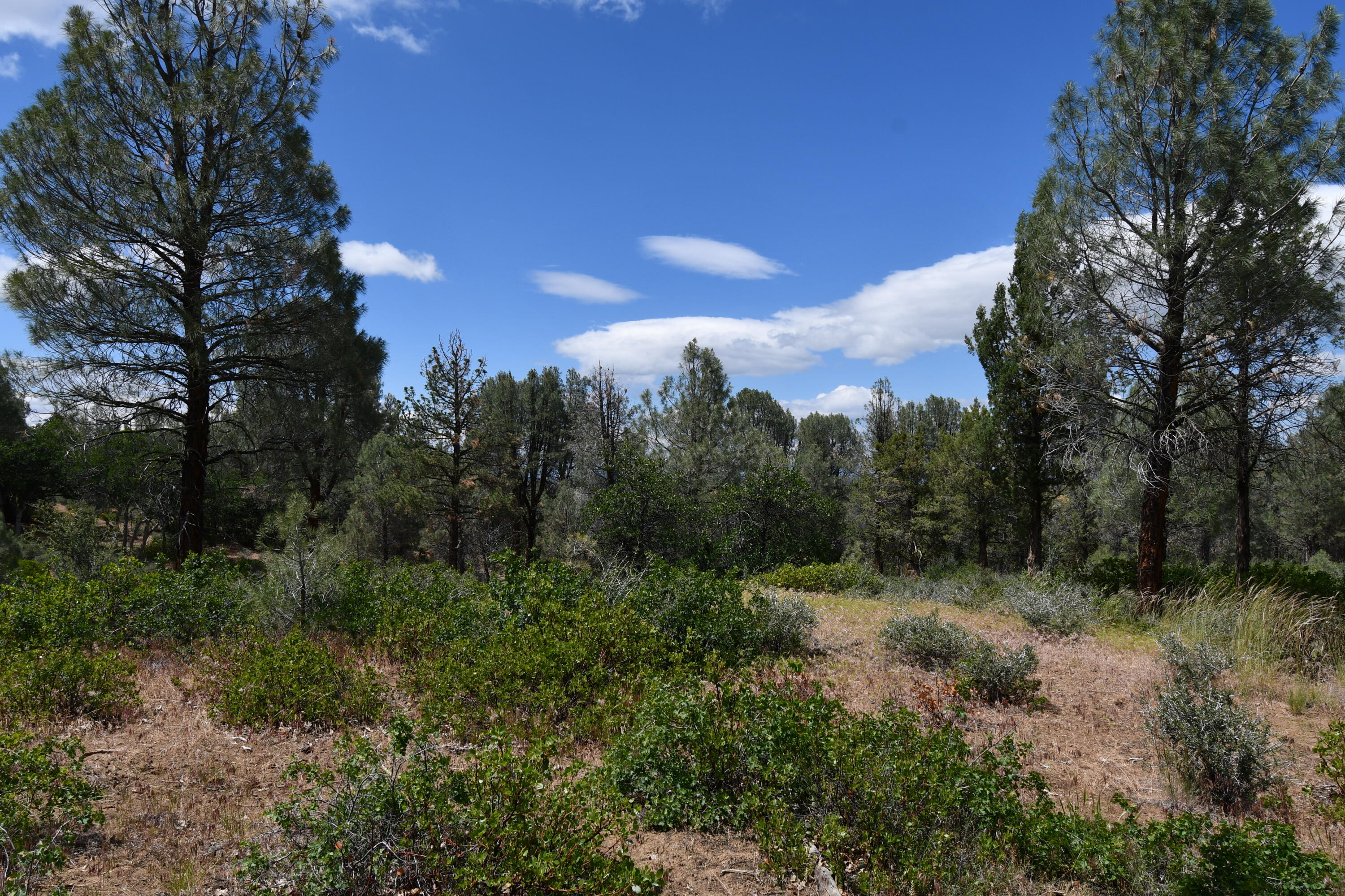 Lot 11 Cassel Fall River Road Fall River Mills, CA 96028 - Photo 8 of 17 a view of a city with lush green forest