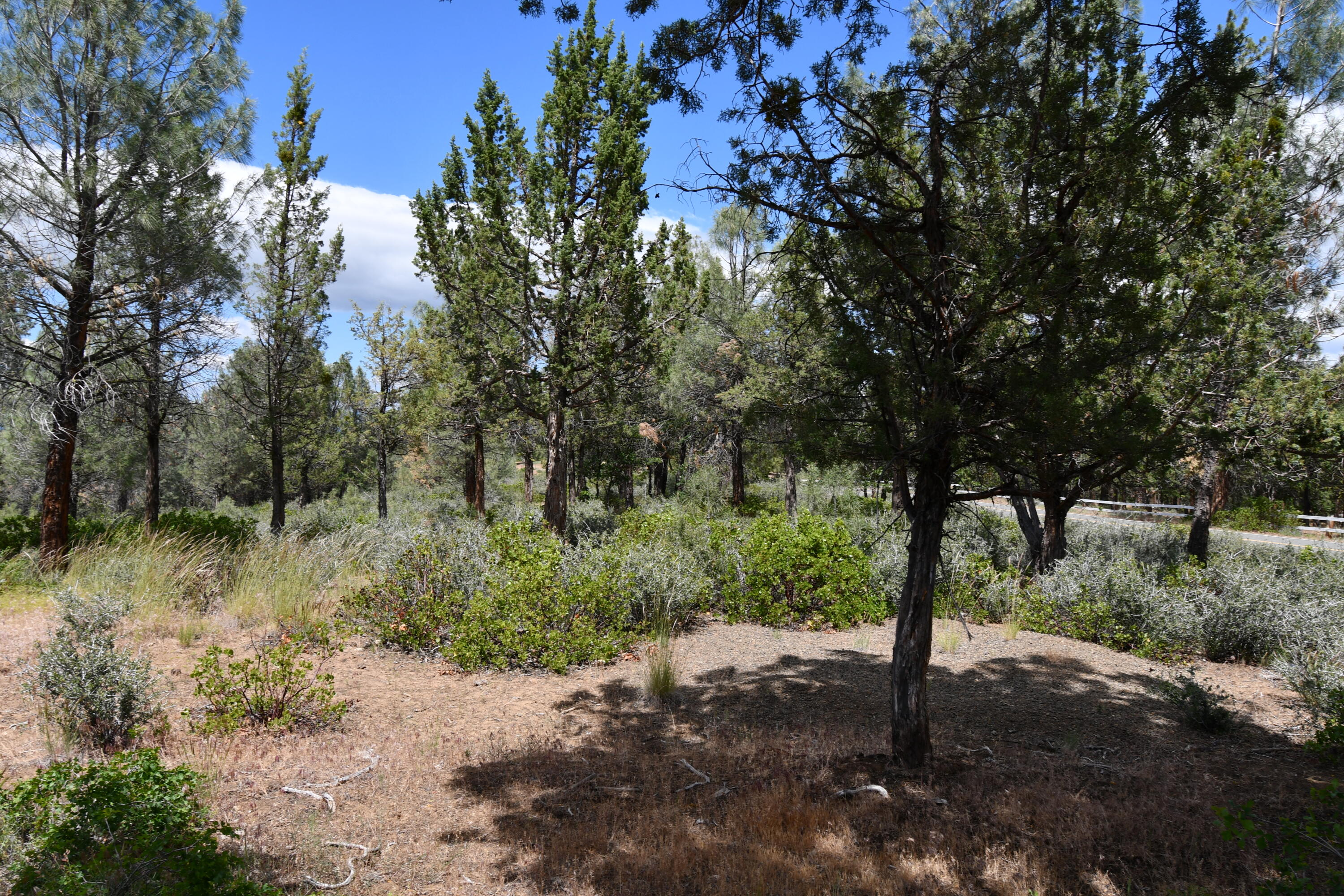 Lot 11 Cassel Fall River Road Fall River Mills, CA 96028 - Photo 9 of 17 a pathway of a yard