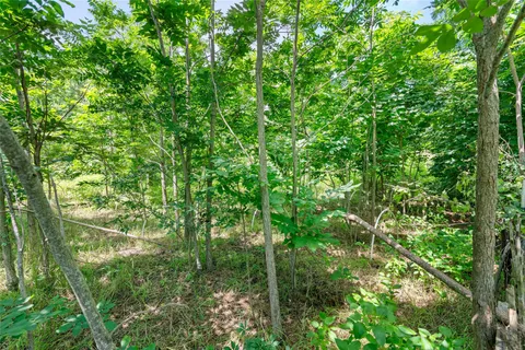 a view of a lush green forest
