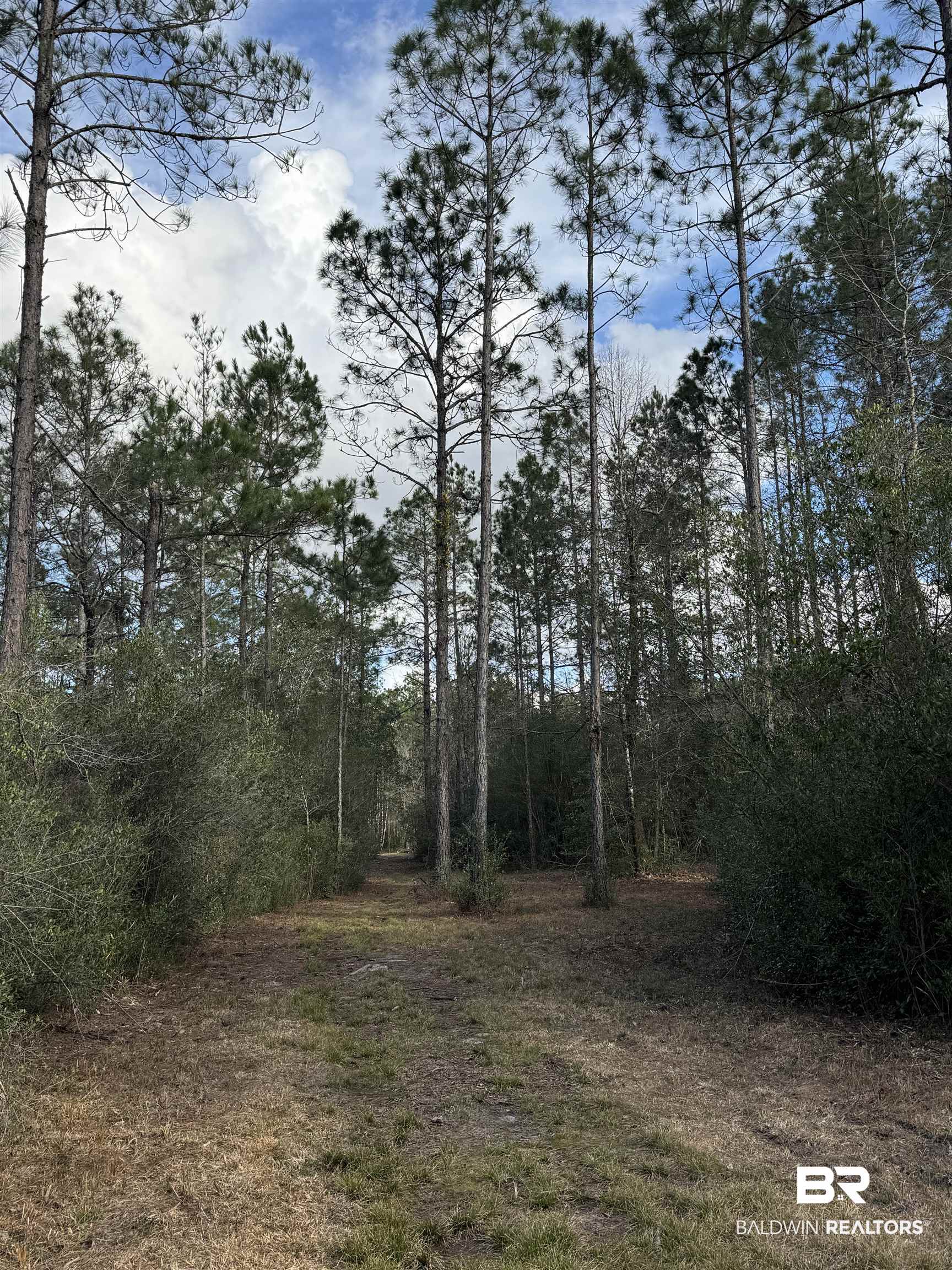 51235 Phillipsville Road Bay Minette, AL 36507 - Photo 60 of 63 View of local wilderness