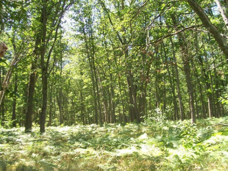 6659 West Usfs Road Irons, MI 49644 - Photo 6 of 7 Additional Photo