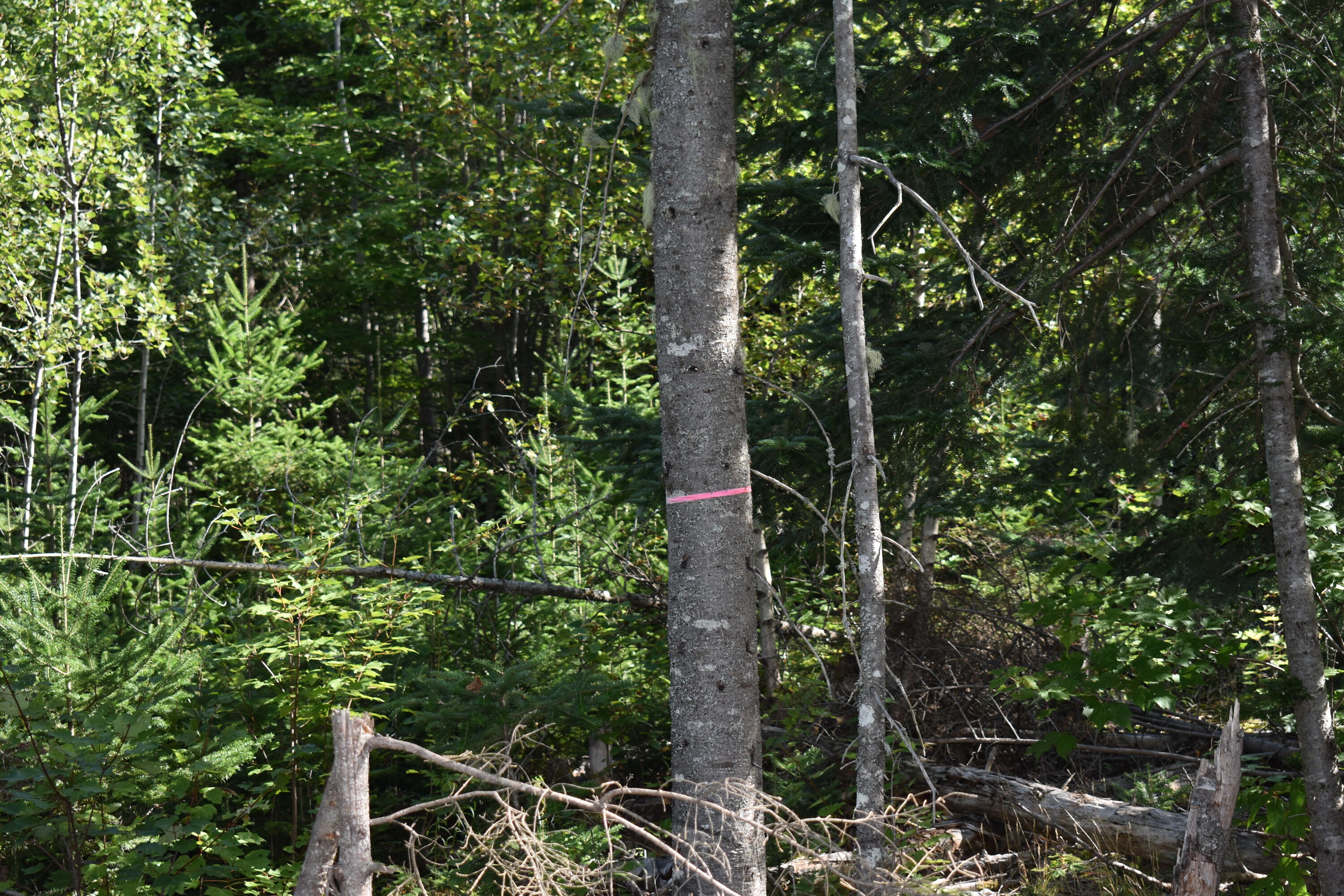 253 Pickle Ridge Road Springfield, ME 04487 - Photo 13 of 25 DSC_0370