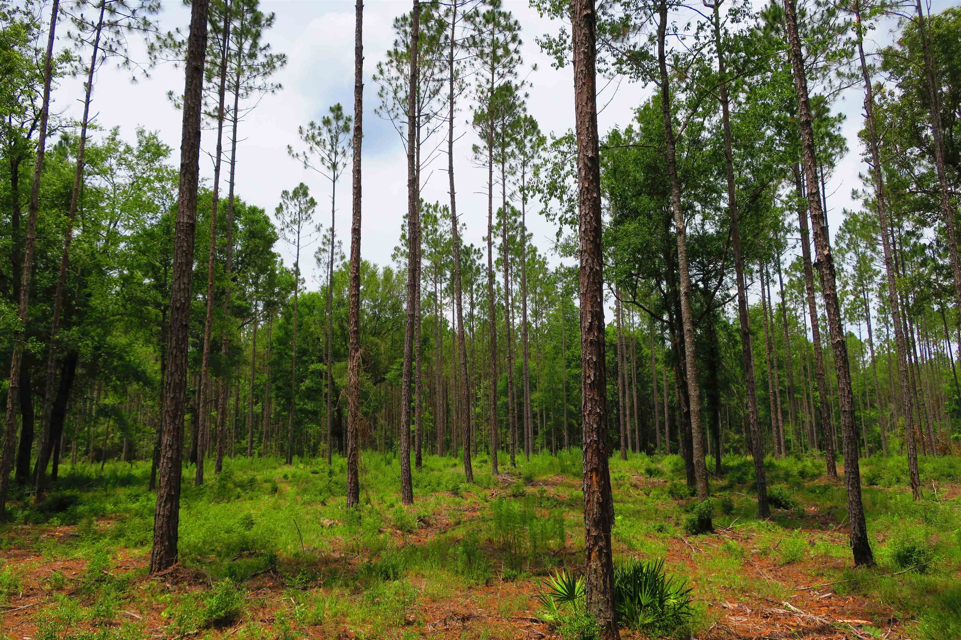 Lot 9-block Lot 9-block F Ranch Club Road Tallahassee, FL 32305 - Photo 21 of 36