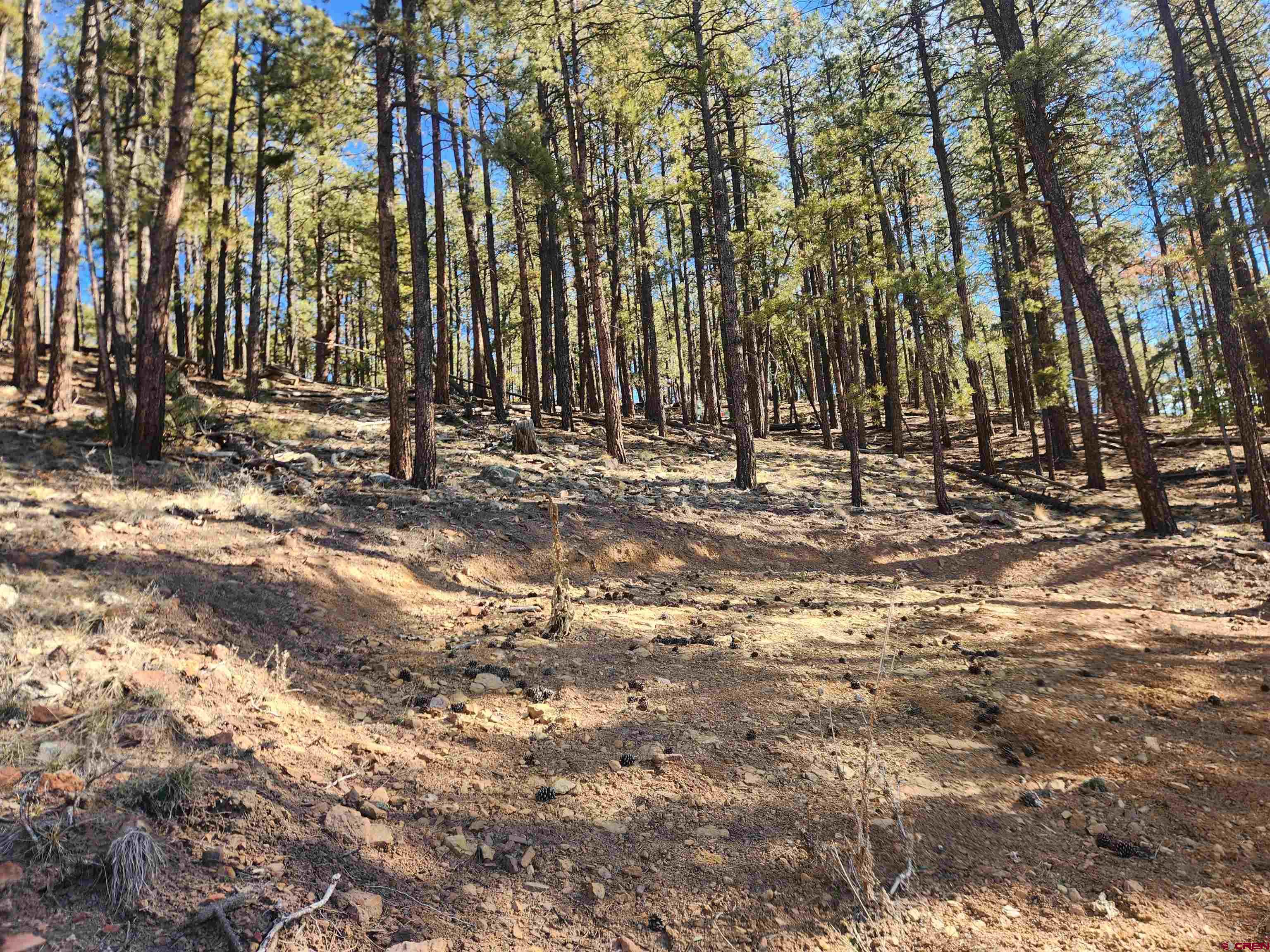 259 Deer Ridge Drive Bayfield, CO 81122 - Photo 11 of 13 a backyard of a house with lots of green space
