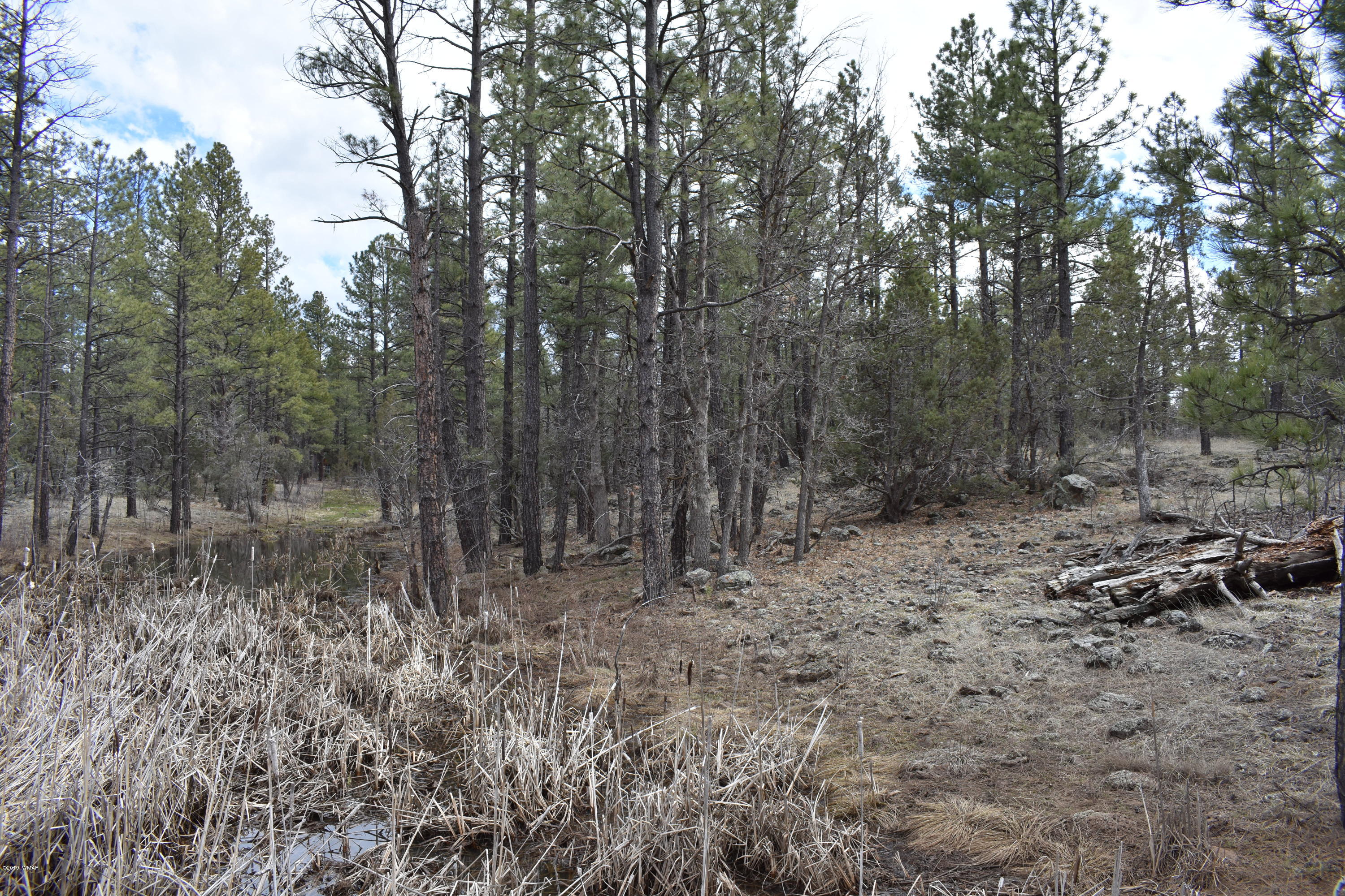 207 J Jacks Road Lakeside, AZ 85929 - Photo 5 of 5