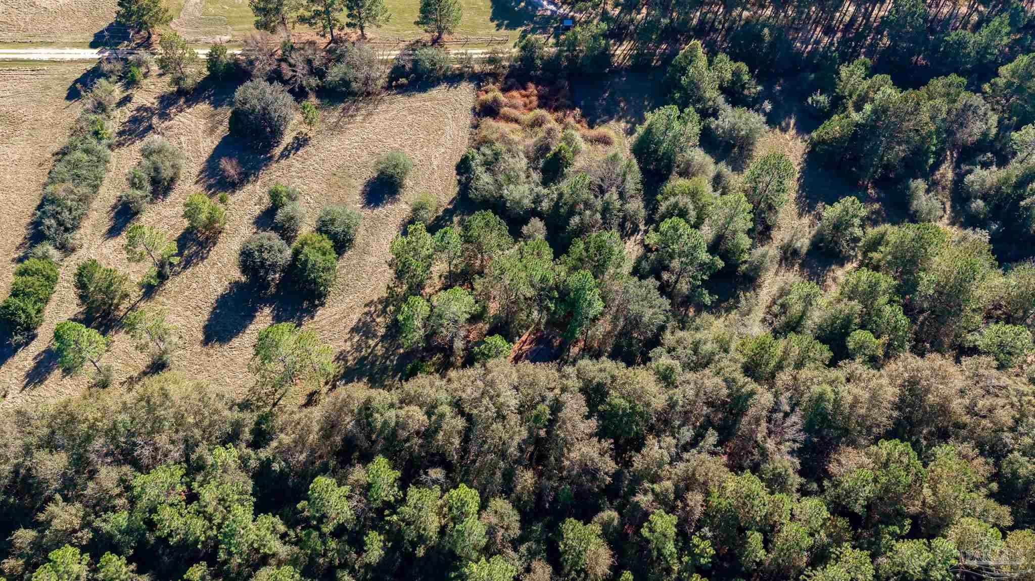 1756 Jacks Branch Road Cantonment, FL 32533 - Photo 10 of 29 a view of a forest with a tree
