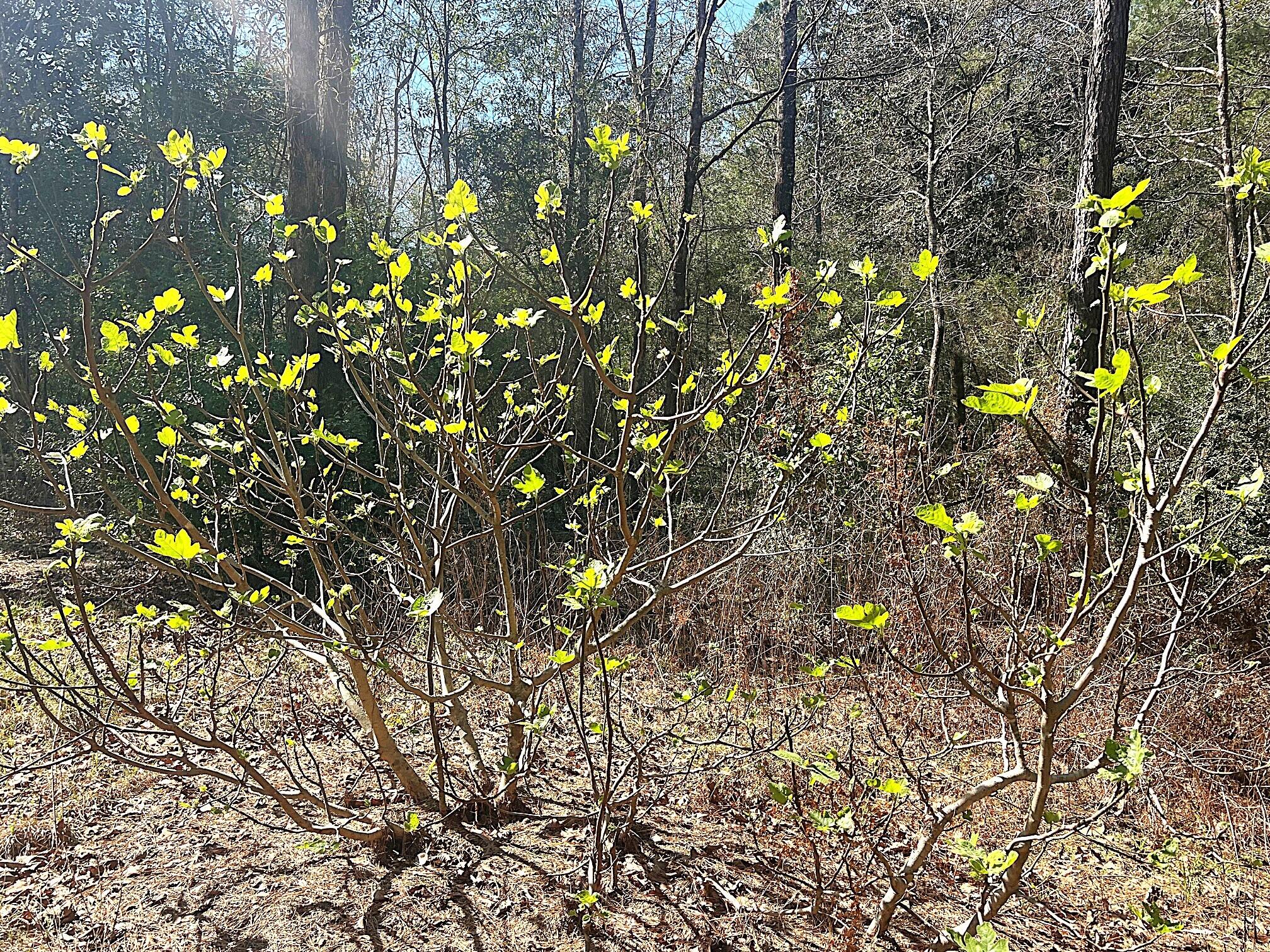 164 Miller Road DeFuniak Springs, FL 32435 - Photo 19 of 76 Land (13)
