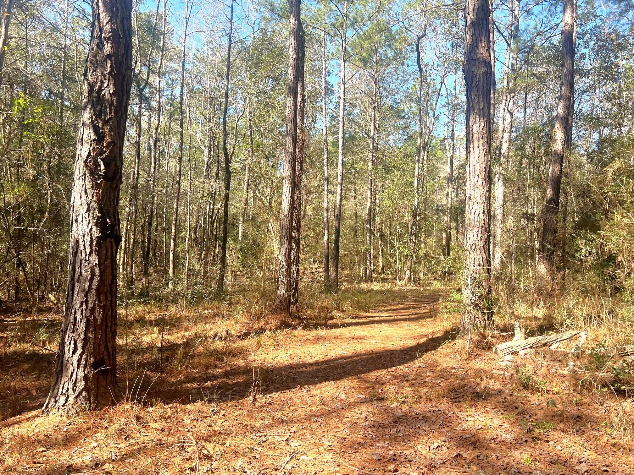 164 Miller Road DeFuniak Springs, FL 32435 - Photo 10 of 76 Woods, Trails, Creek (14)