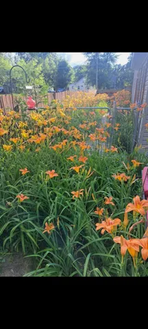 $335,000 | 134 North 5th Street Northeast, Cedar Springs, MI 49319