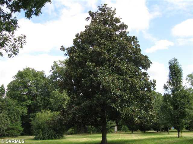 3337 Pleasants Road Powhatan, VA 23139 - Photo 2 of 10 Yard/Garden - Side Yard - a lovely flat lot! Beautiful mature trees! Gorgeous Magnolia!