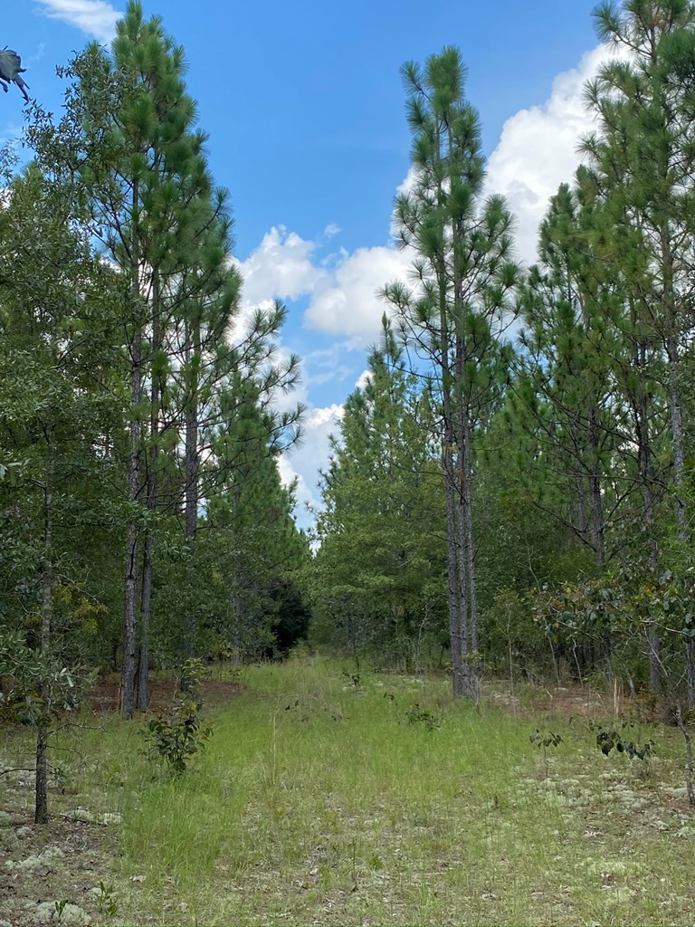 487 Pine Acres Road Windsor, SC 29856 - Photo 13 of 21