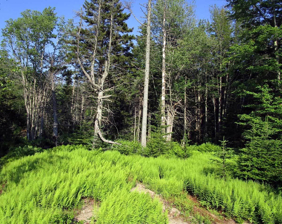 340 Turkey Cove Road Tenants Harbor, ME 04860 - Photo 11 of 11 340turkeyCove-10