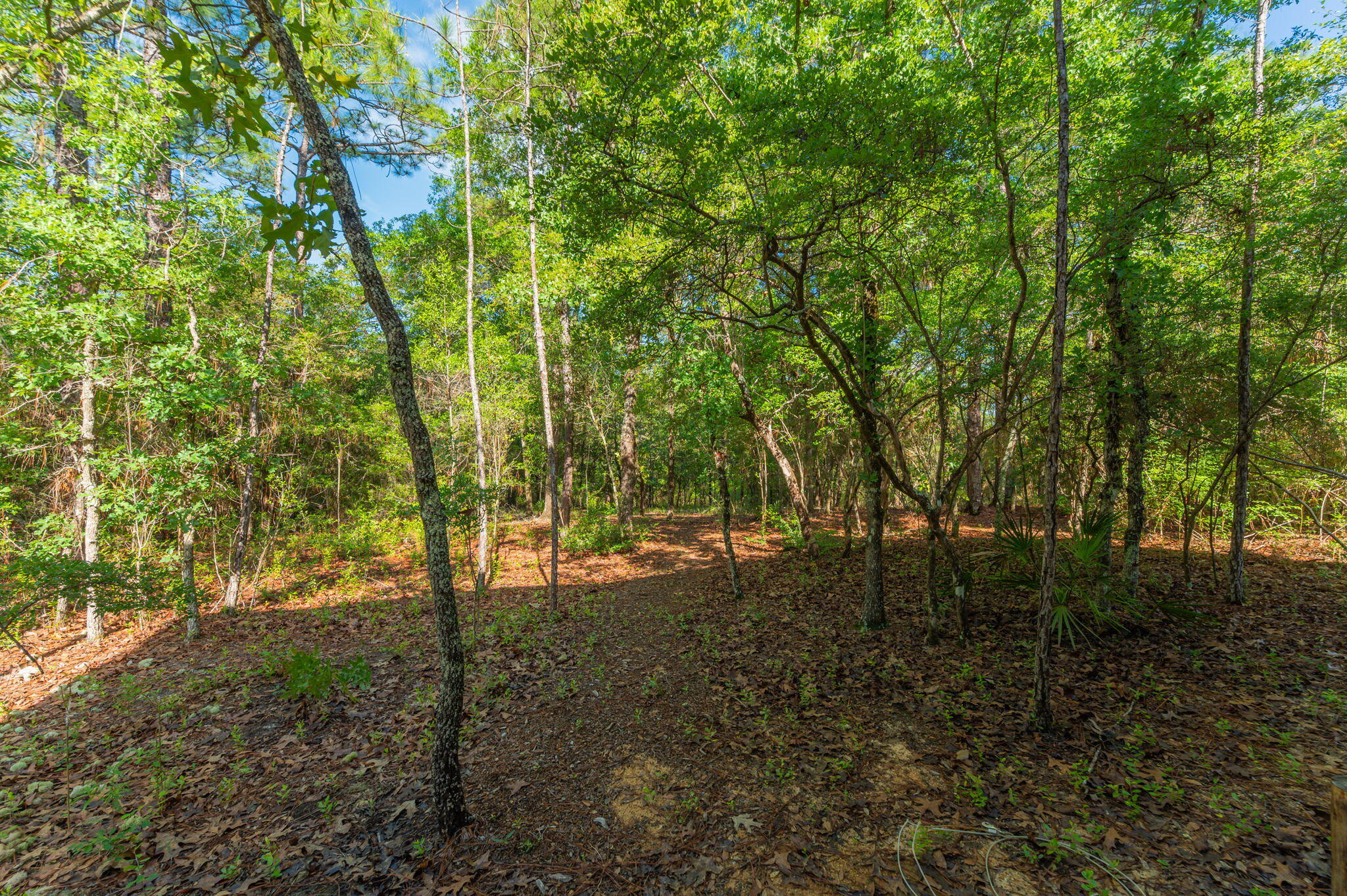 4449 Yellow Bluff Road Crestview, FL 32539 - Photo 14 of 42 a view of a forest that has large trees