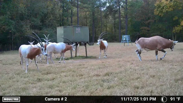 $2,900,000 | 5475 Old Bonner Road, Lufkin, TX 75904