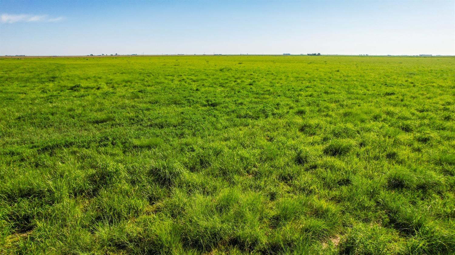 311 County Road 74 Muleshoe, TX 79347 - Photo 34 of 39 a view of a big yard with a plant in the background