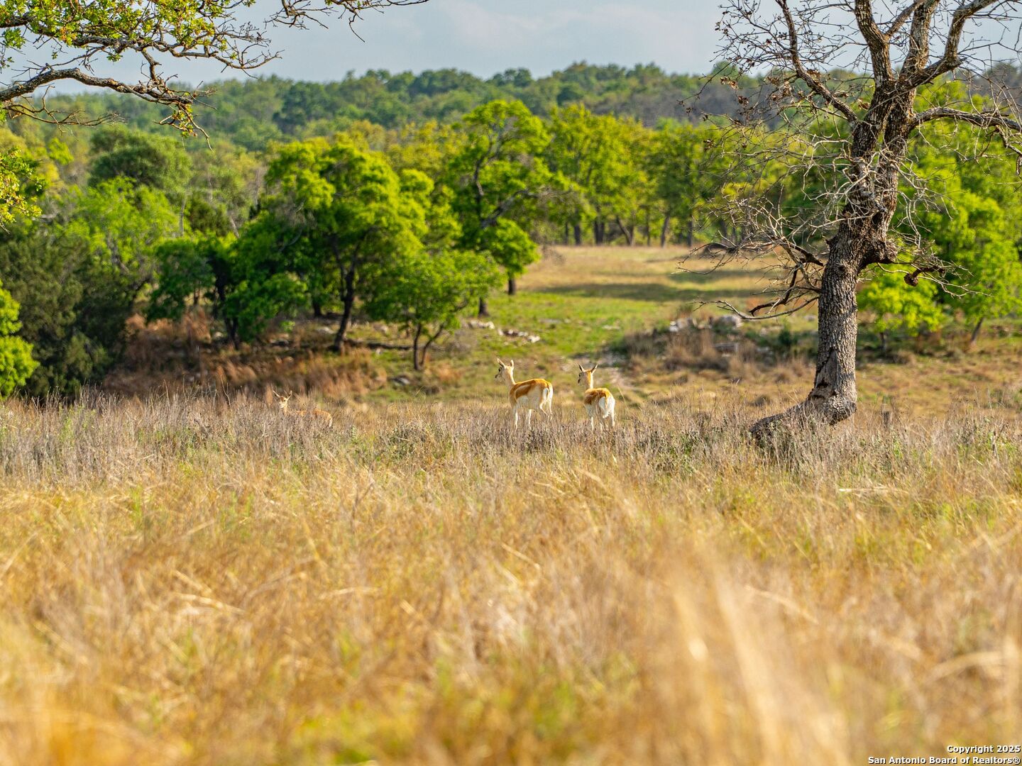 862 Grape Creek Road Fredericksburg, TX 78624 - Photo 80 of 90
