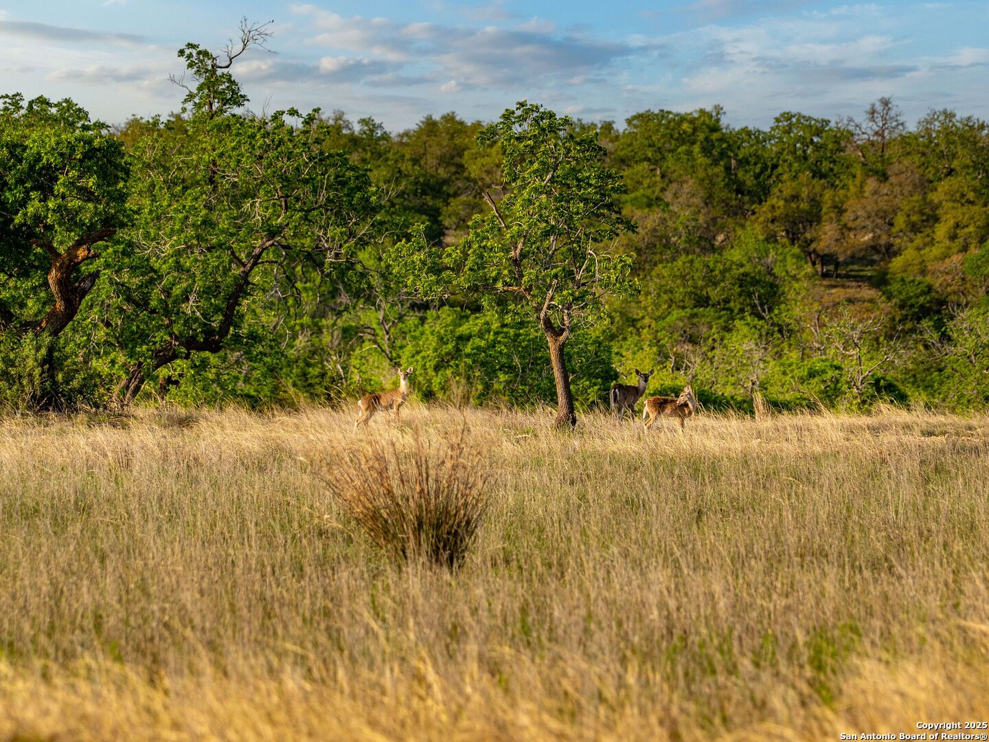 862 Grape Creek Road Fredericksburg, TX 78624 - Photo 82 of 90