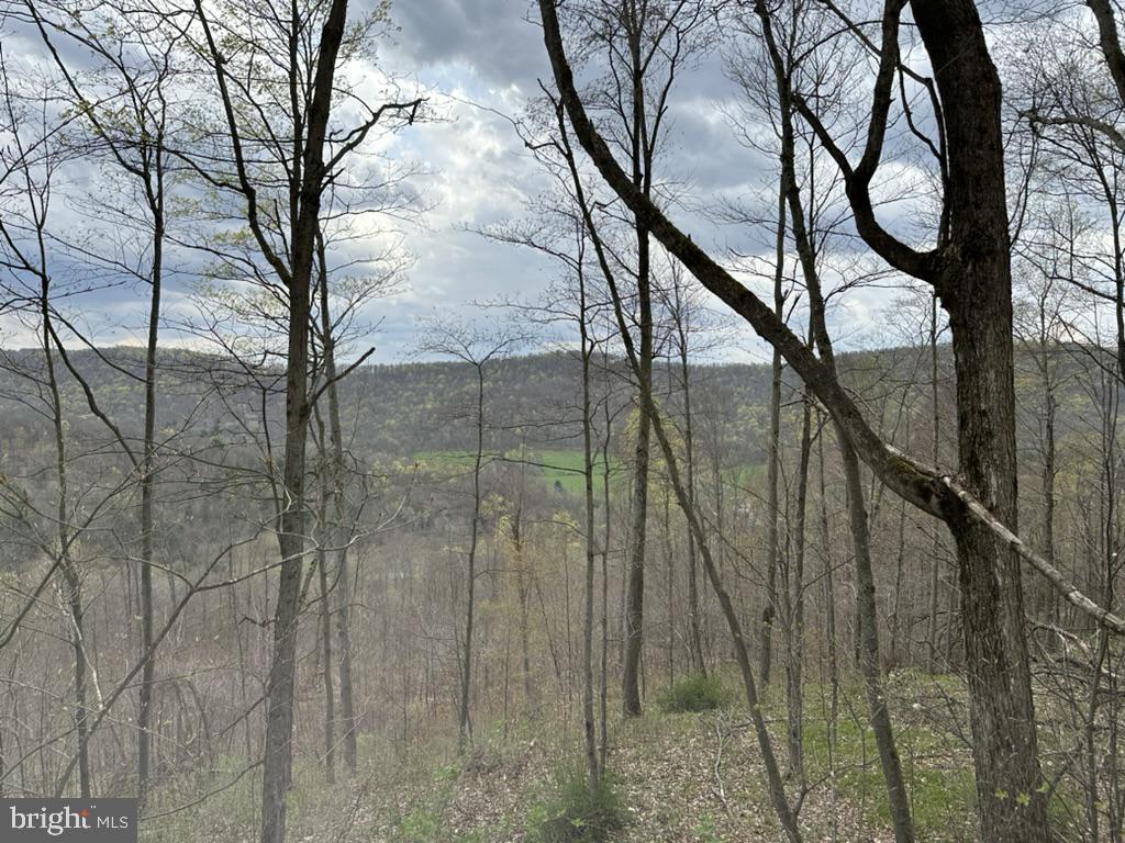 111 Rob Roy Road Bradford, PA 16701 - Photo 34 of 41 Serene woodland vista awaits discovery.