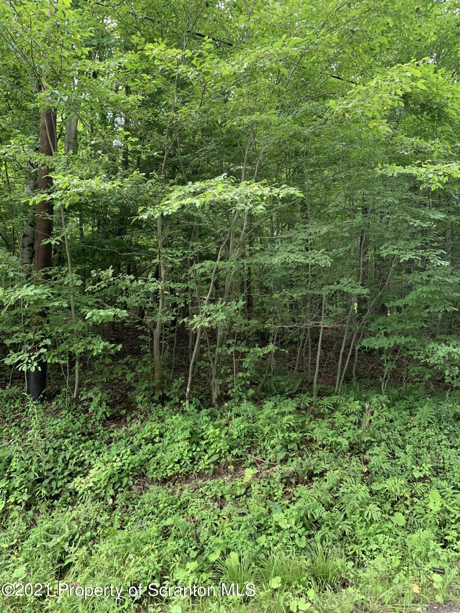 0 Steam Hollow Road Hallstead, PA 18822 - Photo 7 of 8 a view of a garden