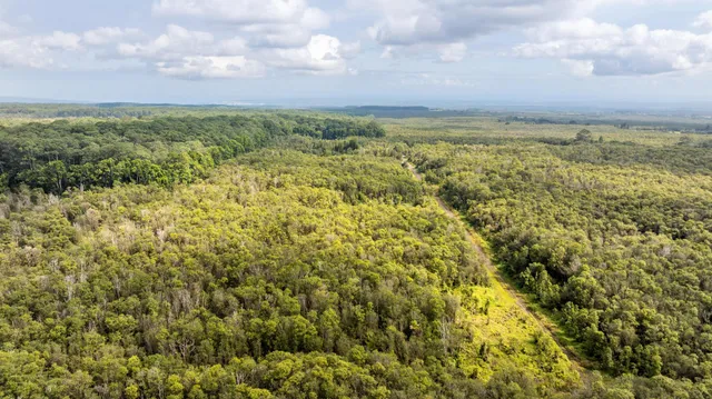 an aerial view of houses covered in trees