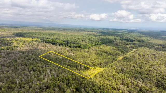 a view of flowers in a garden