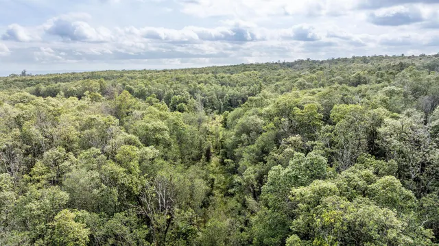 a view of a bunch of plants and trees