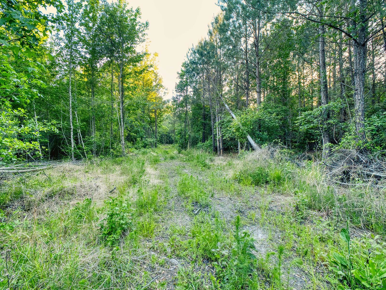 Tbd Tbd Chair Road Hemingway, SC 29554 - Photo 20 of 37