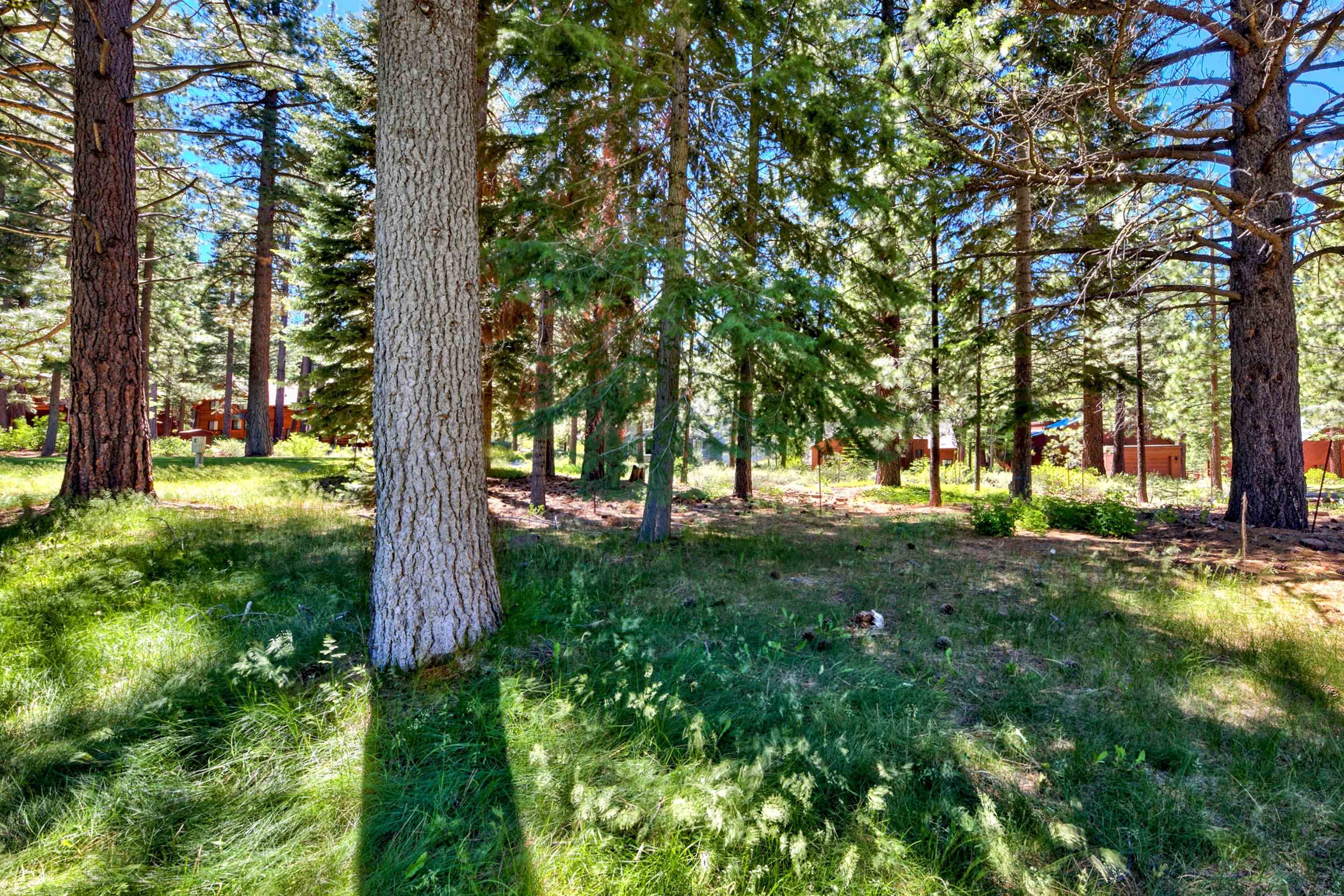 415 Lodgepole Truckee, CA 96161 - Photo 3 of 21 a view of backyard with tree