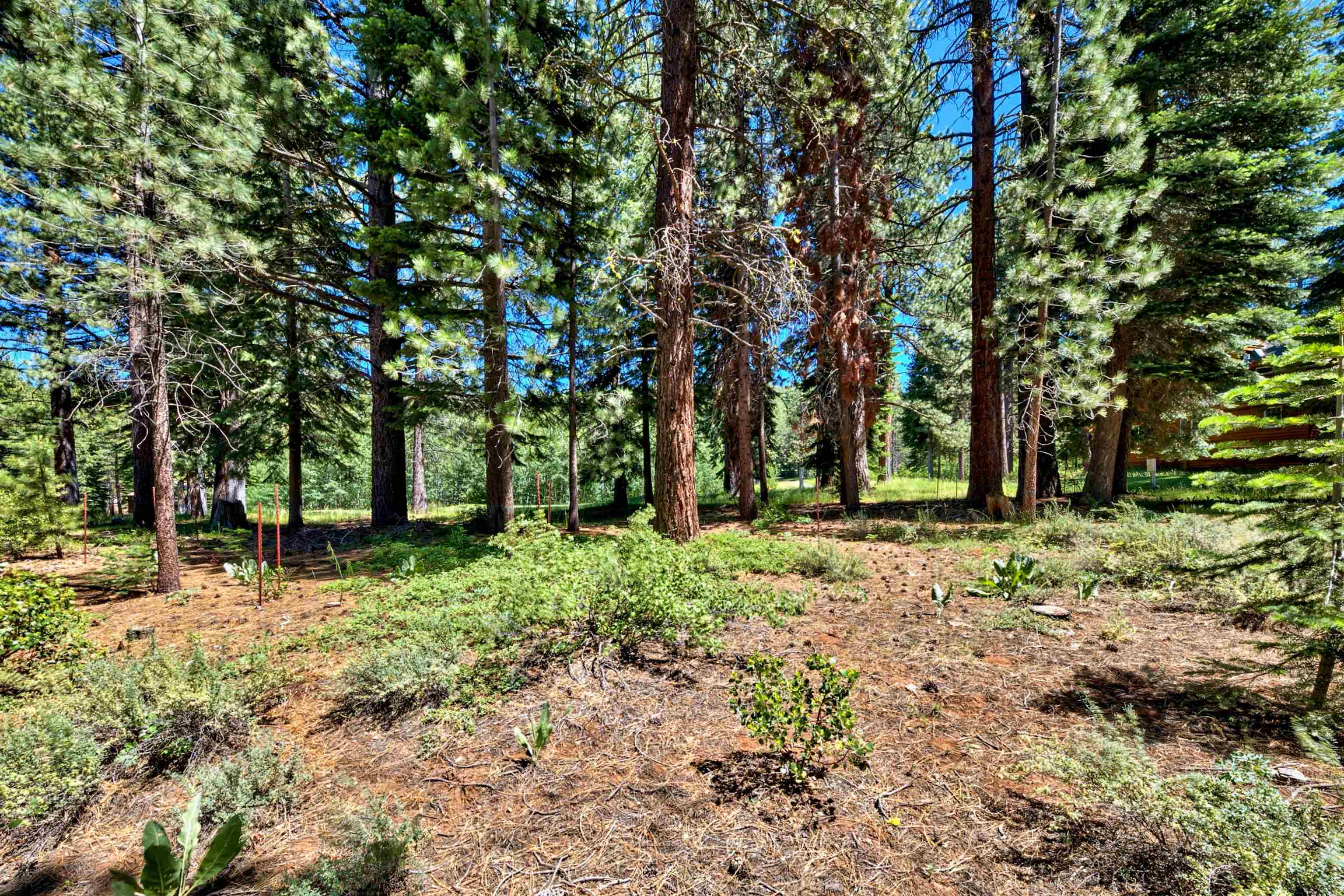 415 Lodgepole Truckee, CA 96161 - Photo 6 of 21 a backyard of a house with lots of green space