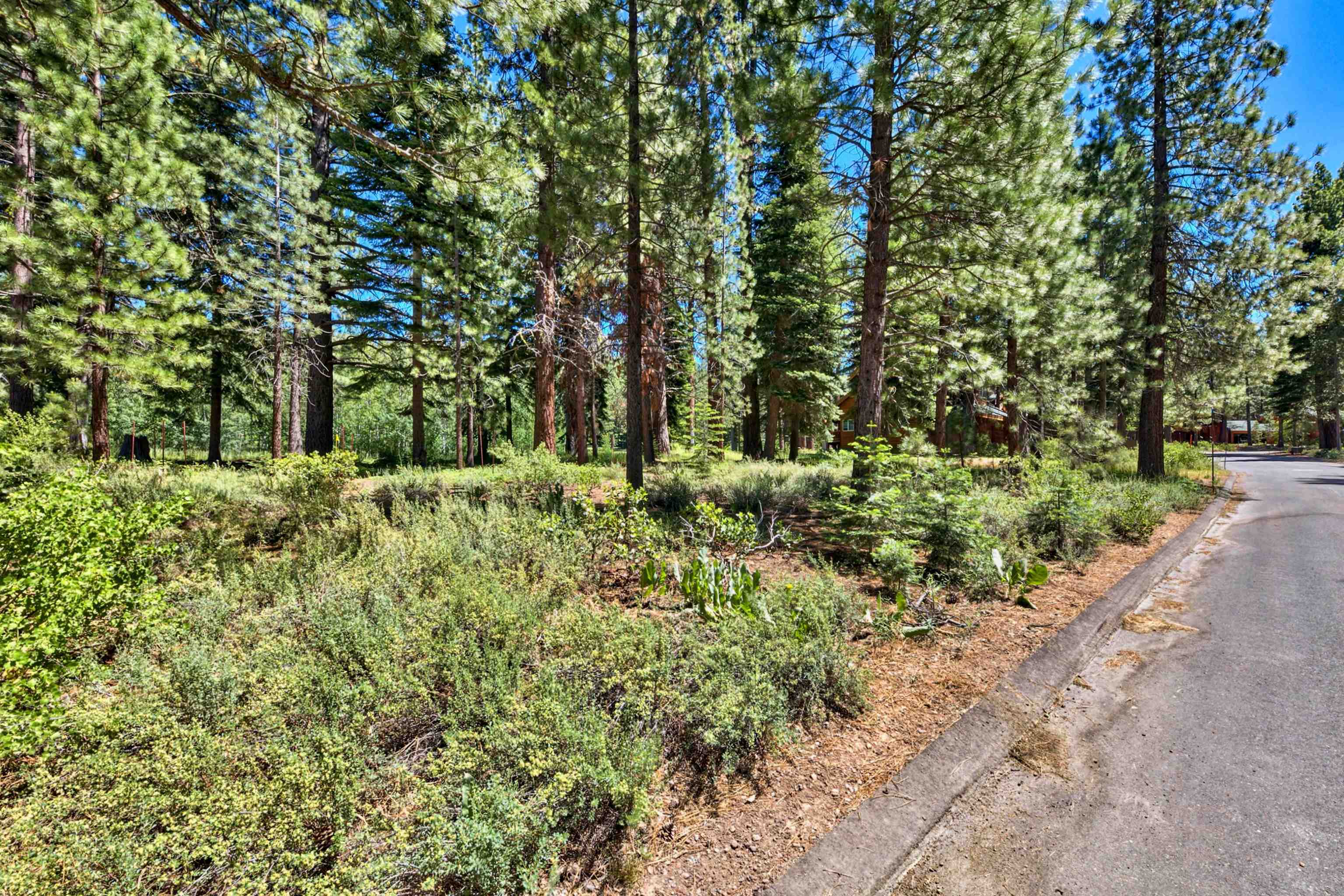 415 Lodgepole Truckee, CA 96161 - Photo 7 of 21 a view of a lush green forest
