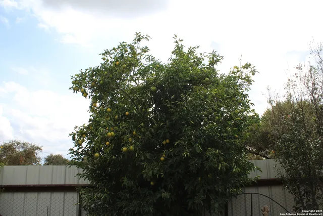 a view of a yard with plants and trees