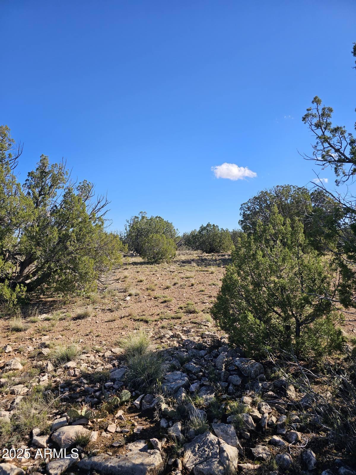 Tbd Tbd Chevelon Acres Heber, AZ 85928 - Photo 11 of 20 a view of a dry yard with lots of green space