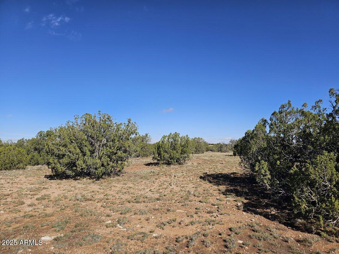 Tbd Tbd Chevelon Acres Heber, AZ 85928 - Photo 19 of 20 a view of mountain view with large trees