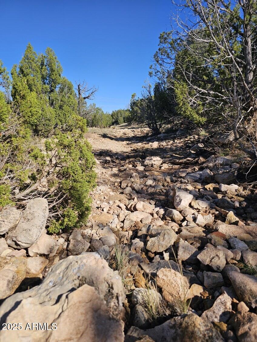 Tbd Tbd Chevelon Acres Heber, AZ 85928 - Photo 10 of 20 a view of a bunch of trees