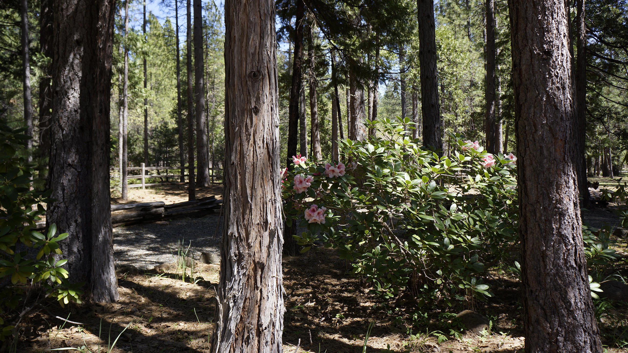 6798 Wilson Hill Road Shingletown, CA 96088 - Photo 3 of 65 Naturally Landscaped Yard