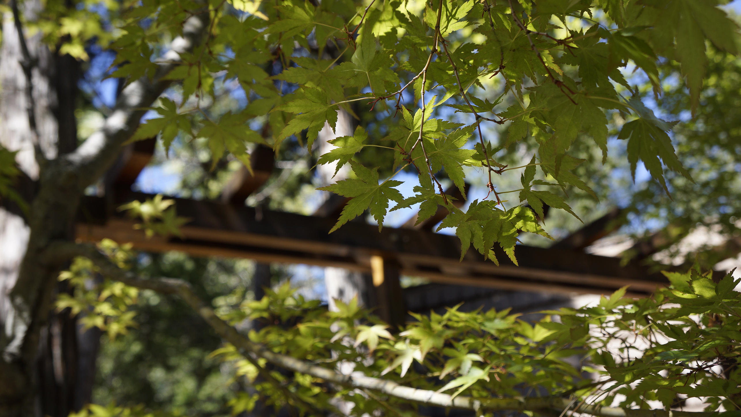 6798 Wilson Hill Road Shingletown, CA 96088 - Photo 46 of 65 Trees