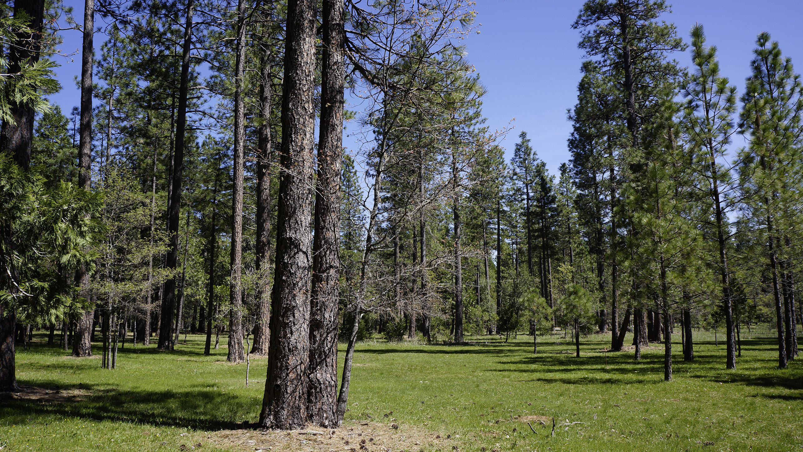 6798 Wilson Hill Road Shingletown, CA 96088 - Photo 6 of 65 Lush Forest Meadow