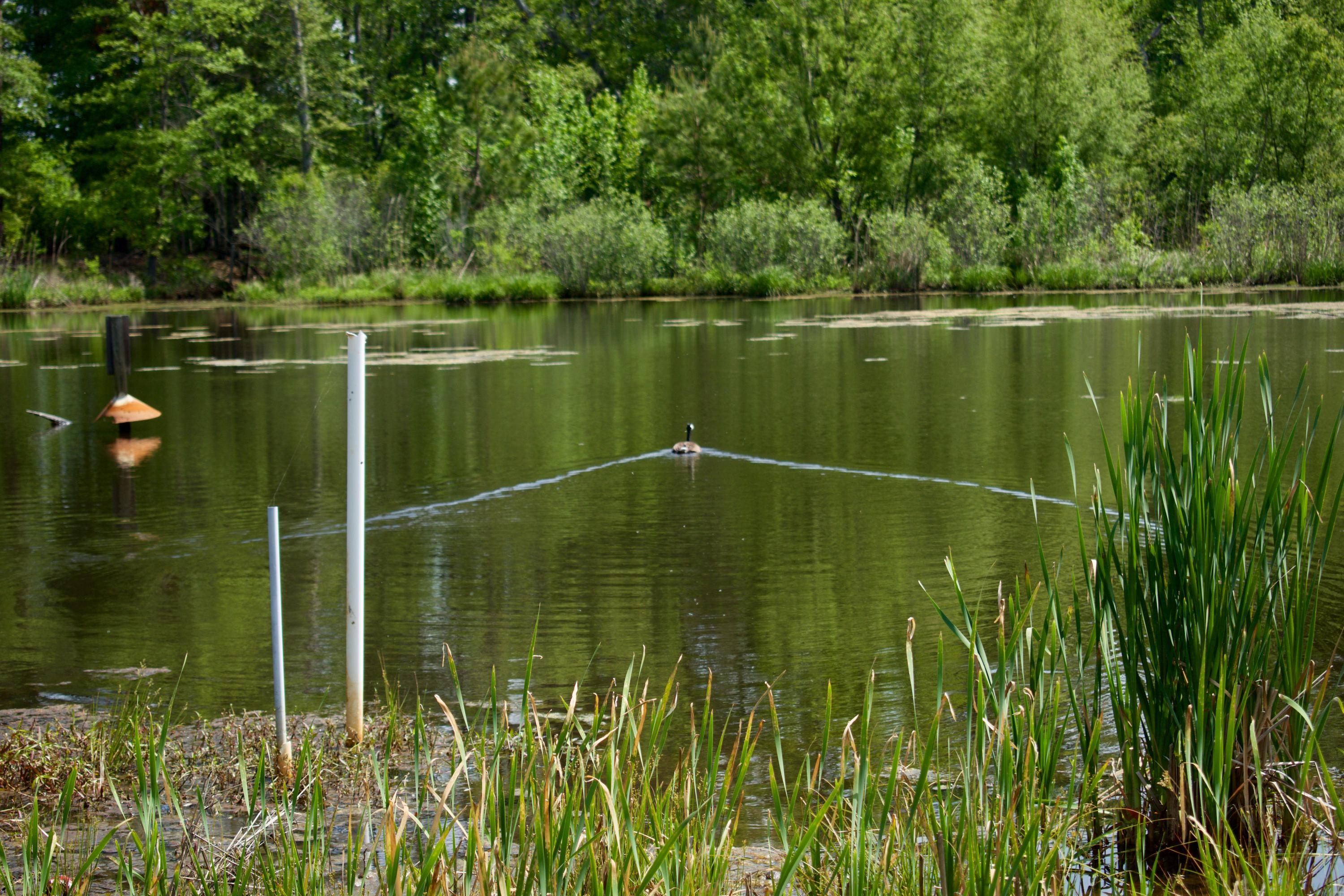 761 Bollweevil Road Blackville, SC 29817 - Photo 45 of 51 DSC_0061