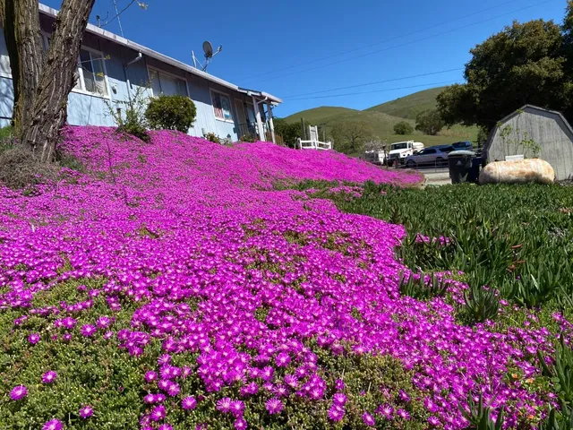 a view of a house with a yard and garden