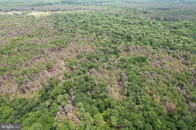 a view of a big yard with plants and large trees