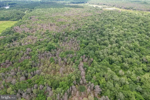 a view of a yard with a plant