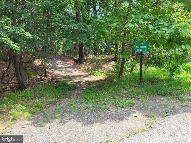a view of a forest with trees