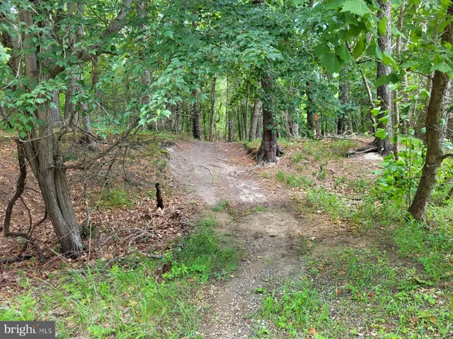 a view of a forest with trees in the background