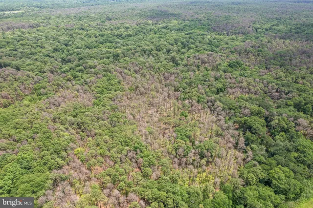 a view of a big yard with lots of bushes