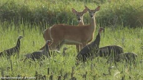 725 Moon Ranch Road Sebring, FL 33870 - Photo 4 of 15