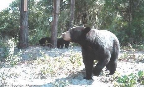 725 Moon Ranch Road Sebring, FL 33870 - Photo 8 of 15