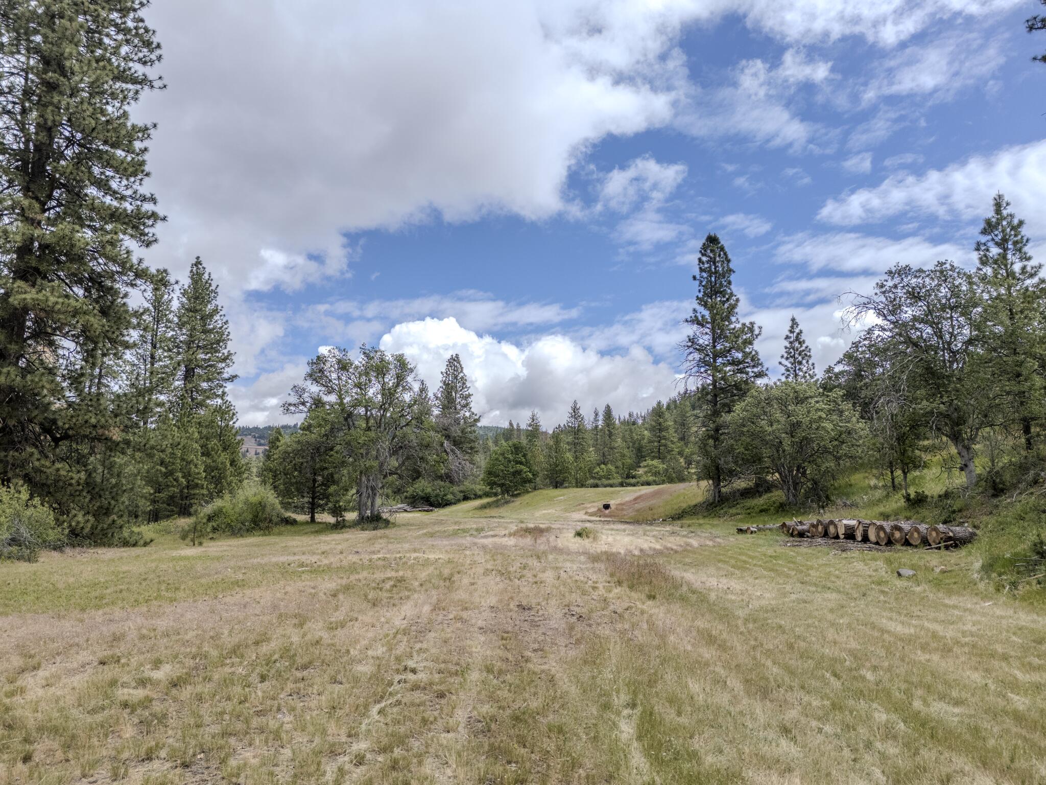 1969 Colestin Road Ashland, OR 97520 - Photo 9 of 72 a view of a grassy area with an trees