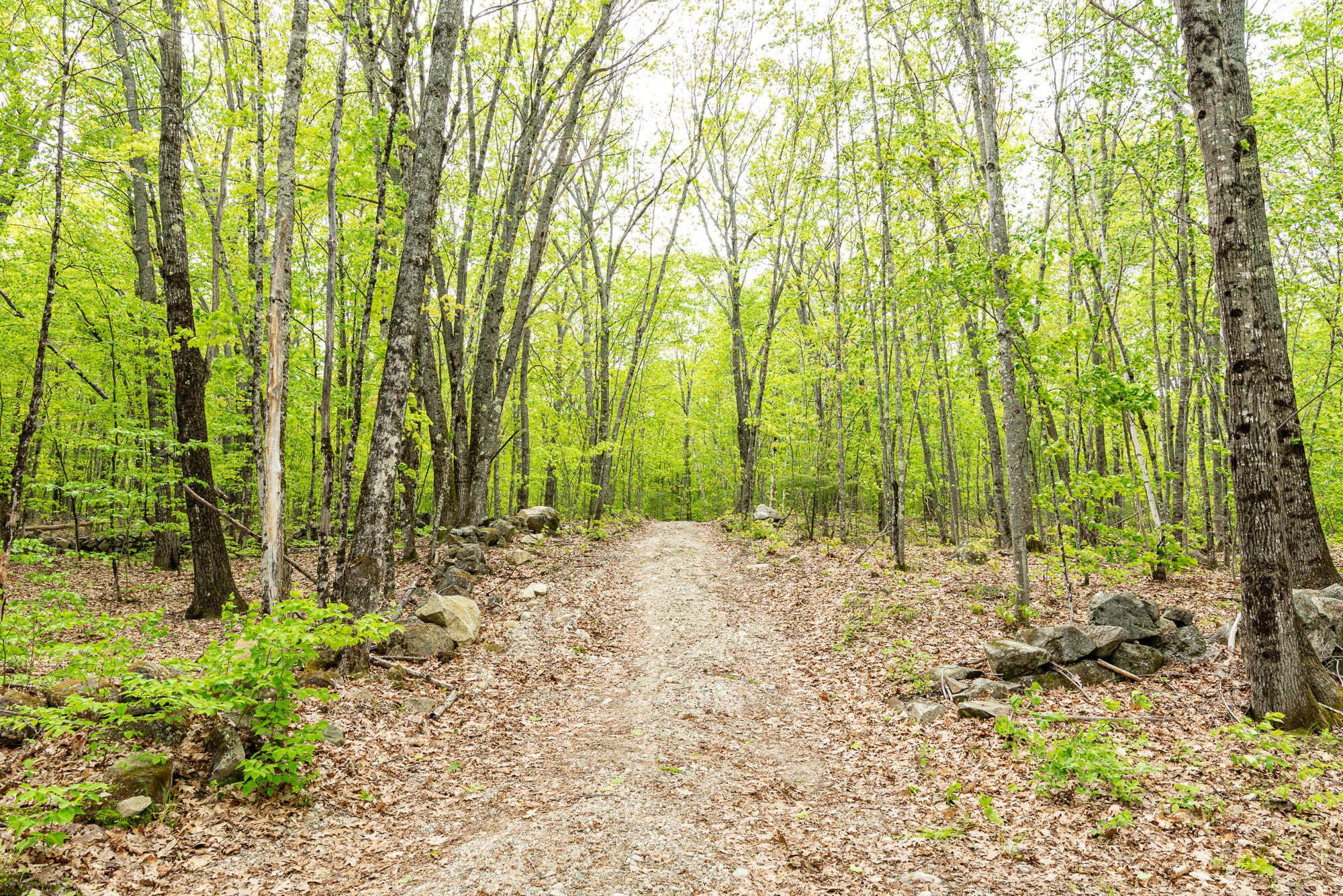 84 Hobbs Road West Newfield, ME 04095 - Photo 13 of 13 Beginning of Driveway to Camper